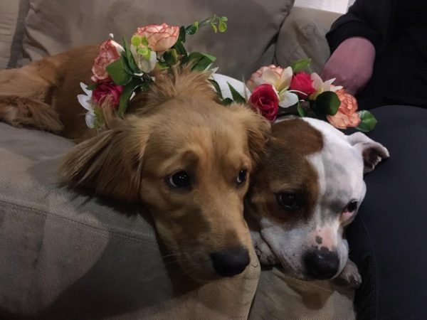 Frankie and Lou Lou, resting after a long day of being flower girls.