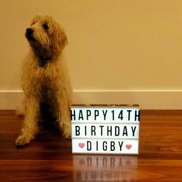 Digby, the first-cross Labradoodle.