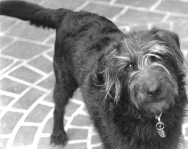 Wally, the world’s first deliberately-bred Miniature Labradoodle.