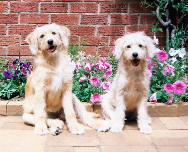 Some adorable, shaggy, not low-shedding first-cross Labradoodle puppies