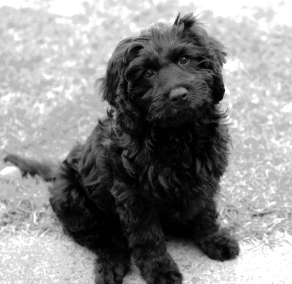 Zoe, one of our black Cavoodle puppies.