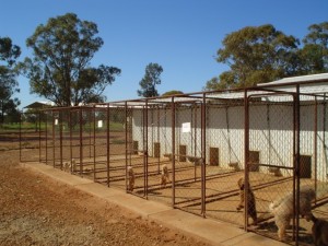 Breeding pens, used for dogs which were unwell or being mated