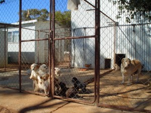 Whelping pen with Dana’s puppies nearly ready to leave
